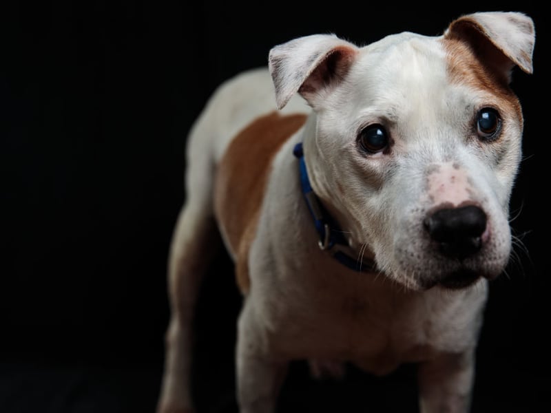 Though Staffies sometimes get a bad rep, when well-trained they are loving and friendly dogs. However, this doesn’t stop some from damaging owners’ homes - with an average damage cost of £192 per year.