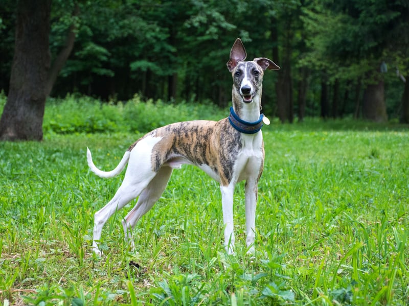 These lean, athletic dogs can cause trouble in your home, with an average damage cost for owners of £192 per year. Across all breeds, around 17 per cent of owners surveyed said their sofa had been damaged by their dog.