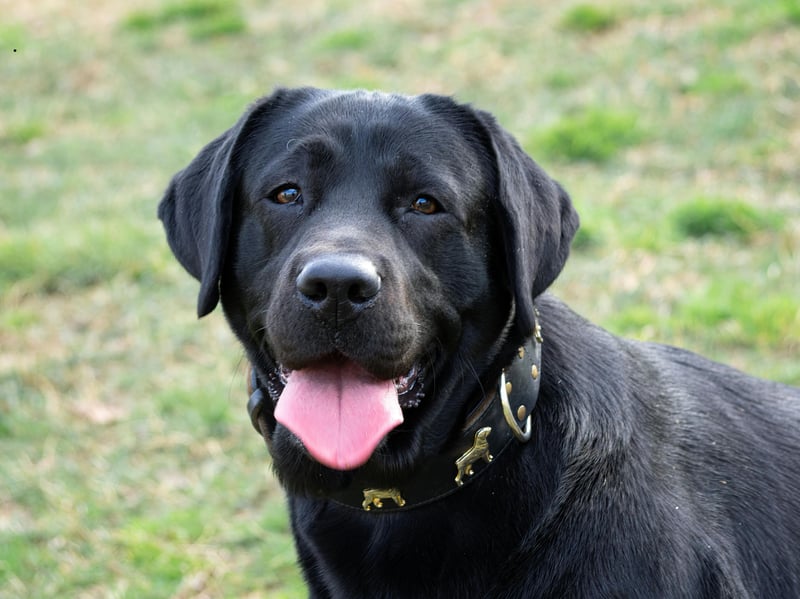 When it comes to big silly infectious smiles, it's hard to beat those plastered across the face of a typical Labrador Retriever. They have been the UK's (and the world's) most popular dog for decades and their sunny disposition is one of the reasons why.