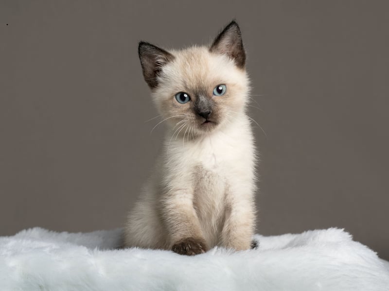 Siamese cats are wonderful characters who are social, vocal, and exceptionally playful. Much like dogs they enjoy playing fetch with their owners, and have never met a tree they didn't like to climb. Give them a few toys and watch them make up their own games.