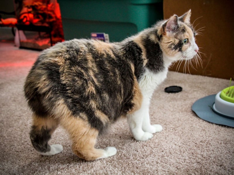 The Manx is an intelligent, playful breed known for powerful hind legs and rabbit-like hopping. They enjoy fetch, climbing, and puzzle games. Loyal and curious, they form strong bonds while maintaining an energetic, fun-loving personality.