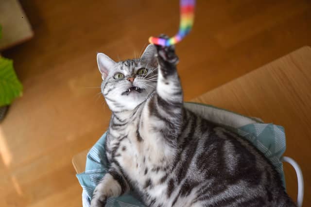 Some cat breeds are more playful than others.