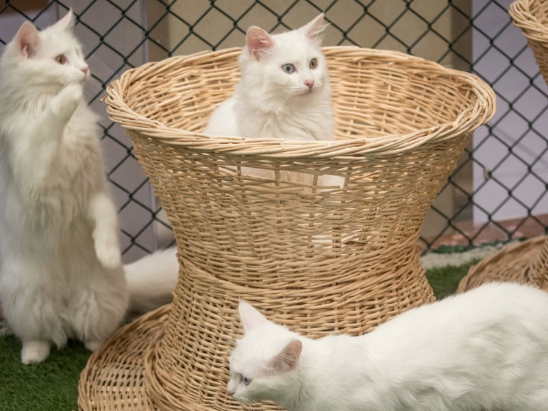 Turkish Vans are energetic, adventurous, and famous (or should that be infamous) for enjoying water more than most cats. They love active games, climbing, and exploring. Their playful confidence keeps them busy, making them ideal for owners seeking interactive companions.