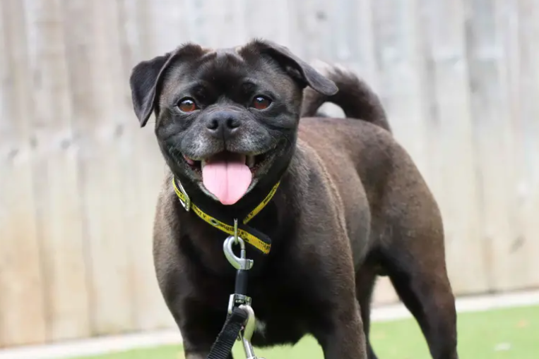 Bosley is looking to join a family who are happy to continue training and up for fun times. Areas of training which will need attention are building up alone time, house training and distance work around other dogs. Bosley will be best suited to living with teenagers and being the only dog in the home.