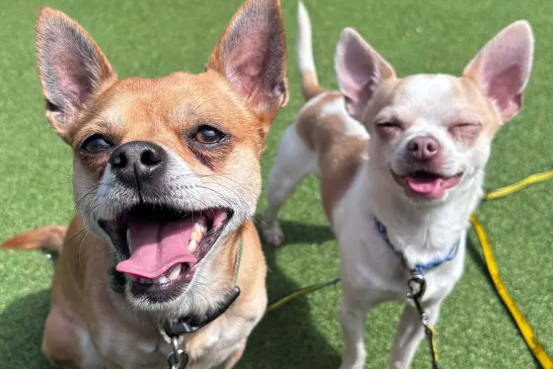Charley and Milo are looking for a forever home together. The adorable pair are ok spending some time away from their humans but will need some support with house training. They’d like to be the only pampered pets in the home. Once a positive relationship is built, they enjoy attention coming for some gentle pets and playtimes with toys.