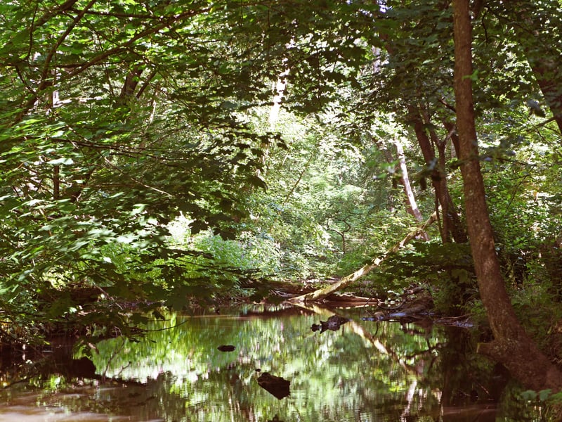 A major favourite for North Leeds locals, this continuous stretch of woodland provides miles of leaf-crunching paths along Meanwood Beck. Anthony Middleton recommended Meanwood Ridge and Meanwood Park, while Chris Hatton tipped nearby Adel Woods. 