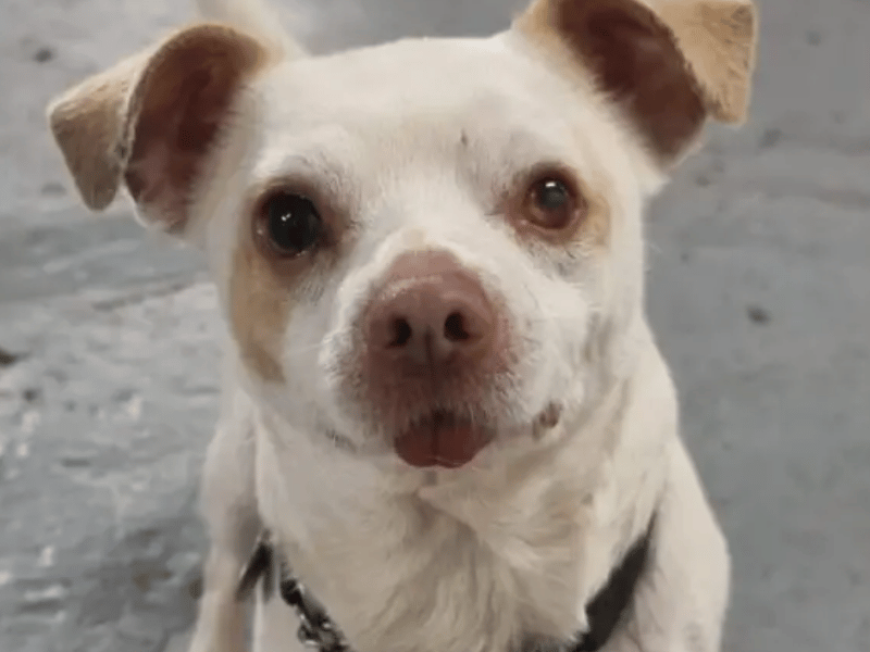Toby is a sweet little lad, he loves getting fussed by people and will actively seek attention from his human friends. He’s a pretty confident boy who didn’t take long to settle in care.