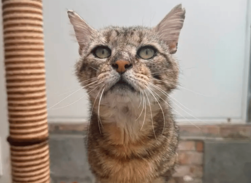 Duncan is a wonderful chap who has had a bit of a rough time prior to arriving at the shelter. He had been noticed straying in his area for nearly a year, and a kind couple took him to the vets to get some medical care. He has clearly had a hard time mostly fending for himself, he came into care with wounds on his nose and he has a few old battle scars but this hasn’t stopped him from being a sweet, friendly boy.