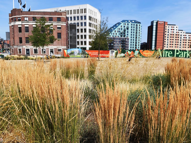 The parched grasses and reeds at Aire Park, Leeds.