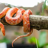 A corn snake