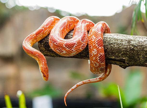 A corn snake