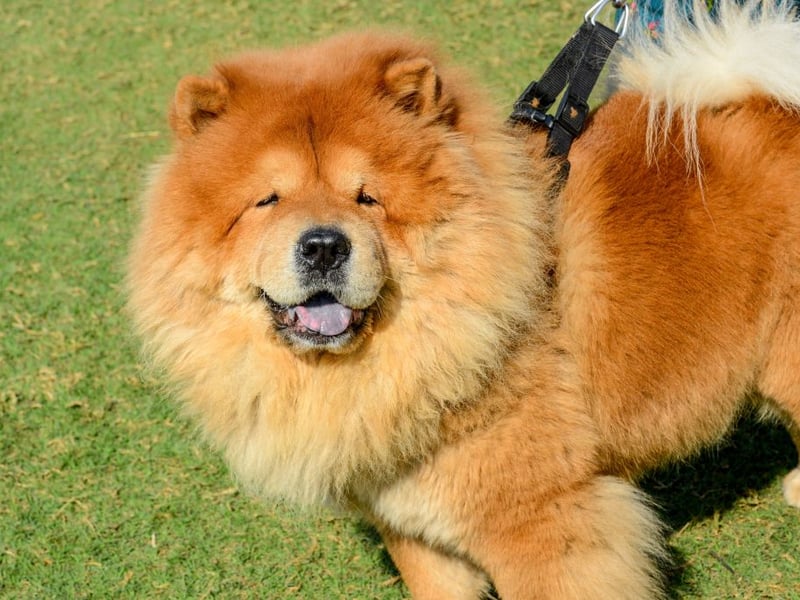 The Chow Chow is a fiercely loyal and protective dog, meaning that there's no danger of their owner getting a bite. Issues can arrive when they think their owner is being threatened, or simply if they take against a stranger, leading to a chance of a bite. It means they should be kept under strict control all the time.