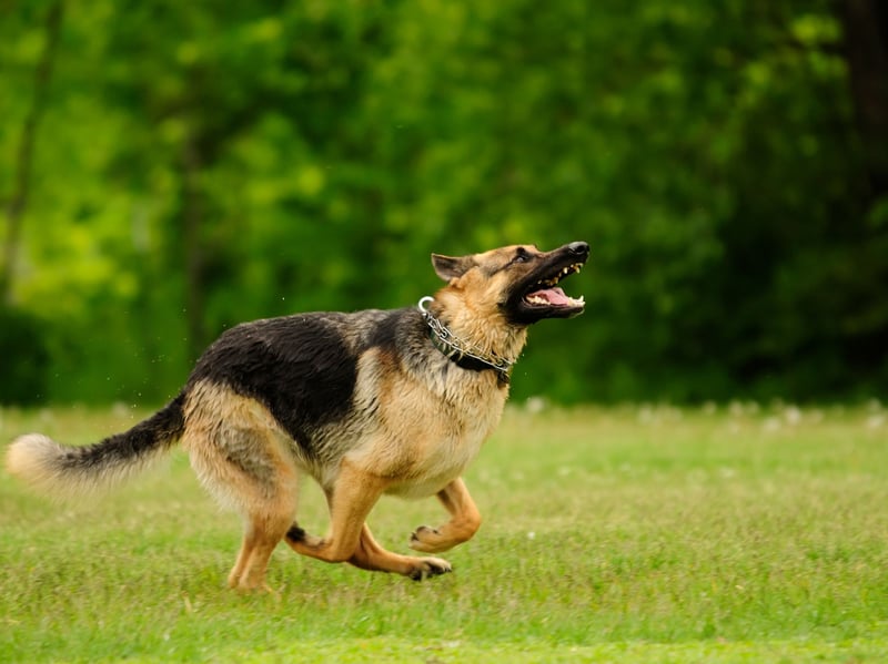 The German Shepherd is one of the world's most useful dogs - being used as everything from guard dogs to drug detection dogs by police forces and armies around the world. One of the attributes that makes them good at these tasks is that they are willing to bite if required - for instance to stop a criminal. Inevitably a dog will occasionally make a mistake and bite someone in a way that is not acceptable.