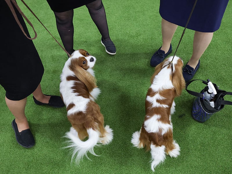 When it comes to the Cavalier King Charles Spaniel, the main motivation is an overriding eagerness to please its owners. Even if one of these beautiful dogs does have a wee nip, when it realises it has displeased its owners, it's unlikely to do it again because it will feel so guilty about it. 