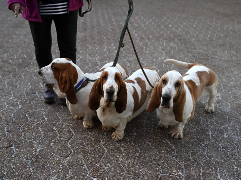 Biting takes energy, and if there is one dog that loves to preserve energy wherever possible it's the chilled Basset Hound. These dogs love to follow a scent trail, but their noses are way more active than their jaws.