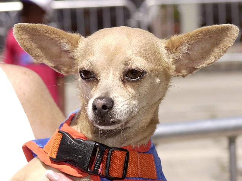 When you're as tiny as a Chihuahua it's perhaps not surprising that you feel the need to stamp your authority on situations. This can result in the tiny pups being both noisy and nippy - traits that need to be dealt with early in life or they may become permanent.