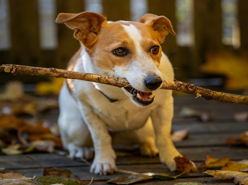 It may surprise some that the Jack Russell Terrier is the dog most likely to bite. These popular small dogs were originally bred to hunt and kill rats and other vermin, so giving chase and biting are very much in their DNA - although can be minimised with training.