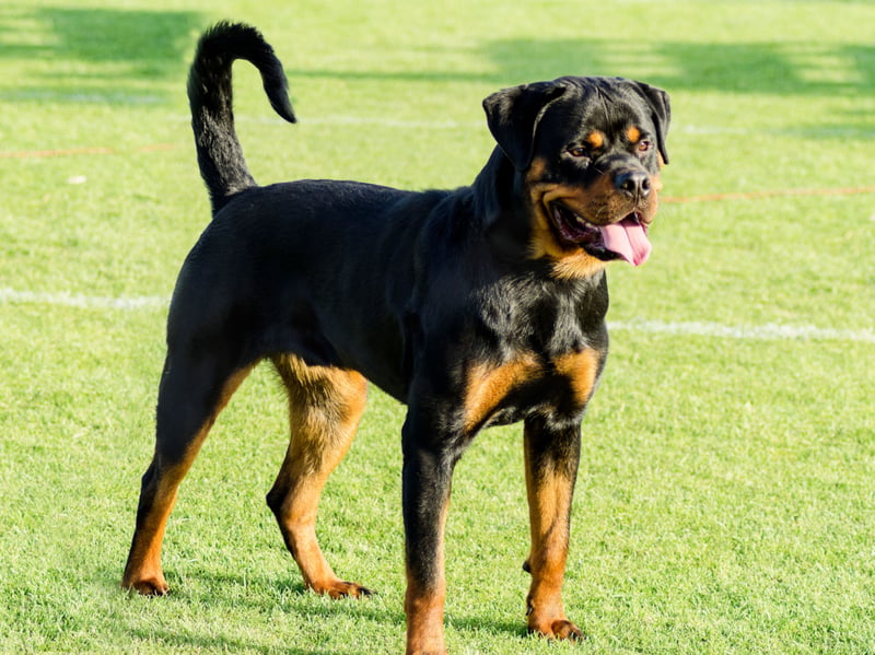 Another dog designed to herd and protect, the Rottweiler sometimes gets a largely undeserved reputation for being aggressive. Most Rottweilers are very gentle dogs, but if they are not trained properly they can have a dangerous habit of lashing out in self defence when the actual threat level is small.