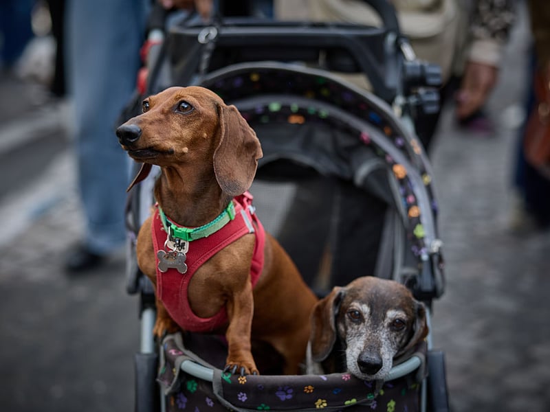 Now we're moving onto the dogs most likely to deliver a painful bite. Even the most dedicated of Dachshund fans might be prepared to admit that these pups can be fairly 'unpredictable'. Strong-willed and delightfully naughty, the sausage dog is often a culprit when it comes to delivering a nip - it's hardly going to be life-threatening though, and they might at least pretend to be sorry (before doing it again). 