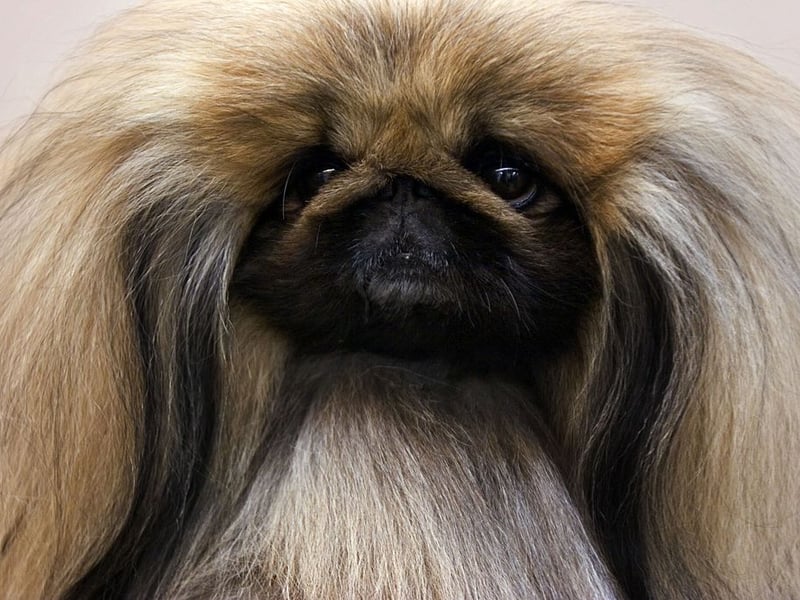 Beloved as classic lapdog and companion dog - they were first bred as such by members of Chinese royalty - the Pekingese is very territorial and may nip if they feel crowded or threatened. If you aren't a familiar face, you probably don't want to risk picking up a Pekingese.