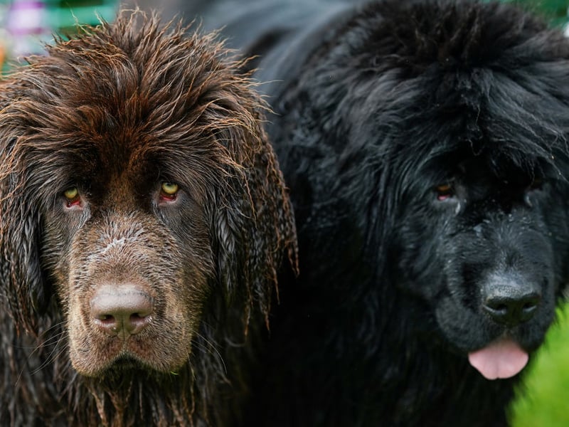 There's a good reason that the enormous Newfoundland breed is known as a 'nanny dog'. They may look intimidating due to their size but they are incredibly gentle, particularly with children. The only problem you should have is stopping them from affectionately licking strangers.