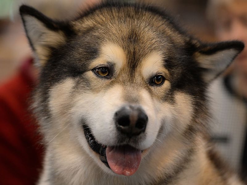 Similar to its close cousin the Siberian Husky, the Alaskan Malamute is a powerful working dogs with an independent streak a mile long. Without sufficient exercise, enrichment, and training, frustration or resource guarding may increase bite risk, although many are gentle with proper management.