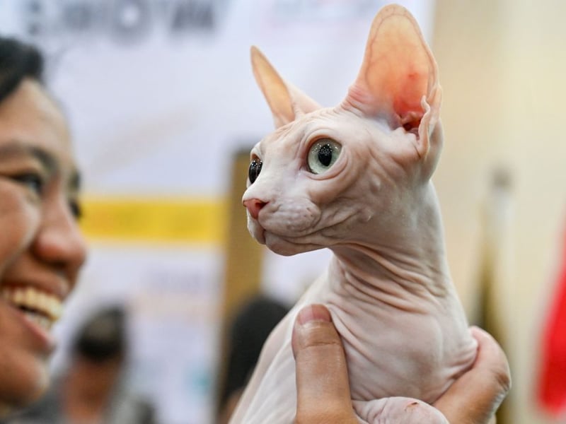 If it's hair that's the problem, then the Sphynx is a good choice because it doesn't have any. Despite their lack of hair, these cats require regular bathing to remove skin oils but produce minimal allergens. They suffer from the same health problems as the Peterbald, only more so.