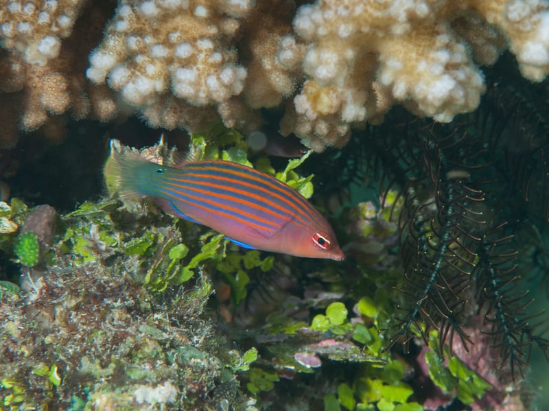 The energetic, striped Six-Line (count them!) Wrasse is a handy fish to have around - as it controls pests like bristle worms. It’s reef-safe but can be semi-aggressive. You'll need to be sure to provide live rock and hiding spaces to match their natural behavior.