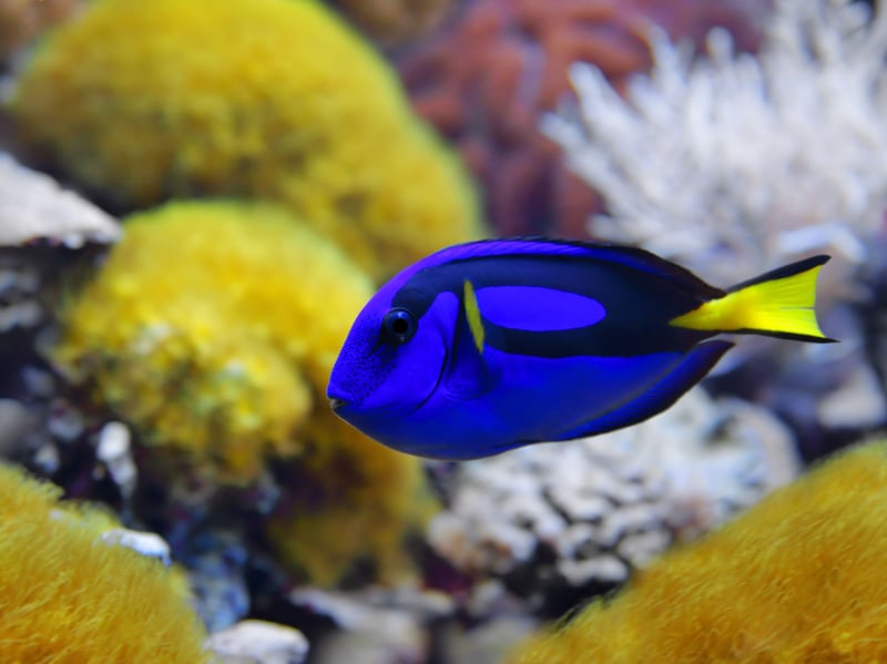 Also known at the Regal Tang, the Blue Tang is certainly a royal-looking fish thanks to its stunning blue body and yellow tail. You'll need a large aquarium to house these fish because they are very active swimmers. They will get on with other fish, although can be territorial when it comes to other Tangs. Nemo's best pal Dory is a Blue Tang. Just keep swimming!