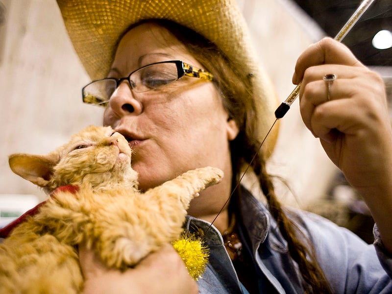 With their adorably curly coat, Selkirk Rex cats shed less and produce less dander than other breeds. They are relaxed, affectionate, and enjoy human interaction. While the name may suggest they come from the Scottish town of Selkirk, they were actually first bred in the American state of Montana. They were named after the first breeders stepfather, who was called Selkirk.