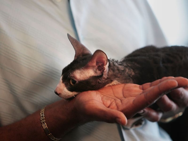 Unlike most other breeds of cat, the Cornish Rex only has a fine undercoat, leading to significantly reduced shedding - ideal for those with heair allegies. Their fine coat means that they can get chilly easily - so best to keep them inside in winter.