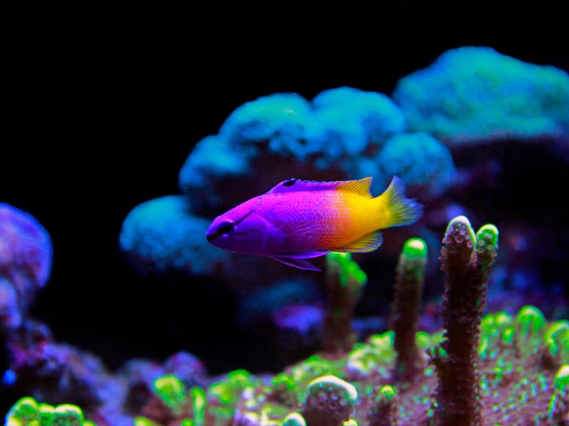 This peaceful, vibrant purple-and-yellow fish thrives in reef aquariums. It prefers caves and crevices for hiding and gets along well with other non-aggressive tank mates. This is one fish that will brighten up any salt water aquarium.
