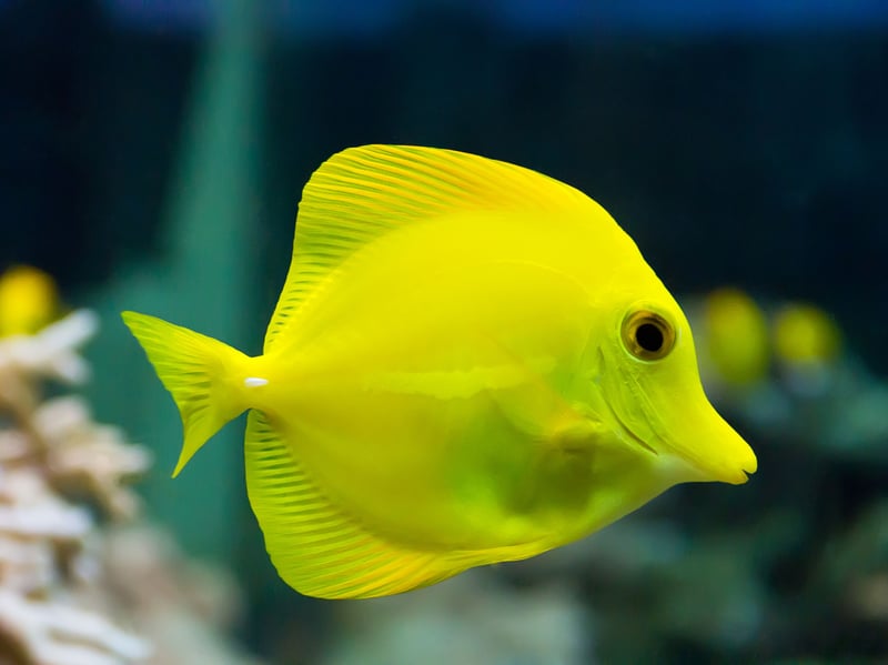 The Blue Tang's close cousin the Yellow Tang is also a popular choice for those with larger tanks - with their remarkable bright yellow colouration. They are largely peaceful herbivores that thrive on a diet rich in marine algae. Due to their popularity, they are often captive-bred, making them a more sustainable choice for hobbyists.