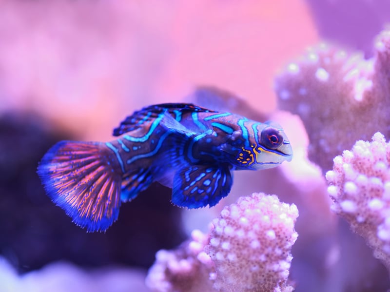 Native to the Pacific Ocean, the Mandarinfish (or Mandarin Goby) are small, brilliantly colored fish with incredible psychedelic patterns. Peaceful and friendly fish, they can be challenging to care for due to their specialized diet - they love to eat Copepod crustaceans.