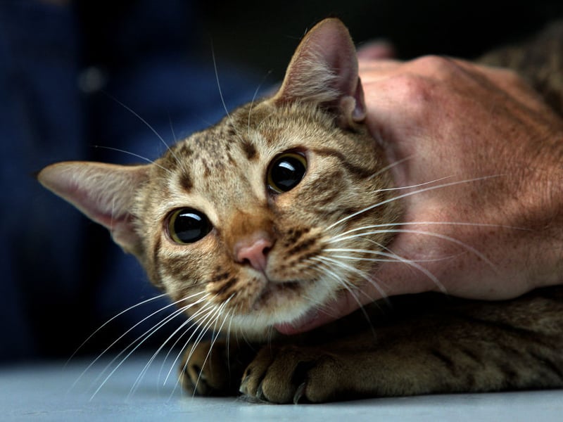 Bengals have a short, fine coat that requires minimal grooming. This coat has reduced dander and minimal shedding, making them a good choice for allergy sufferers. A mix between domestic cats and Asian leopard cats, their genetic closeness to wild cats means that thay can be aggressive and territorial.