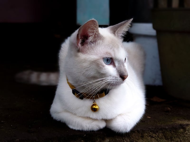 A close cousin of the Balinese, Javanese cats only shed lightly, due to them lacking an undercoat. These clever cats sadly share the common genetic disorders suffered by Balinese and Siamese breeds. 