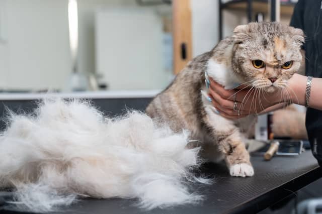 Cat hair can be an issue for allegy sufferers.