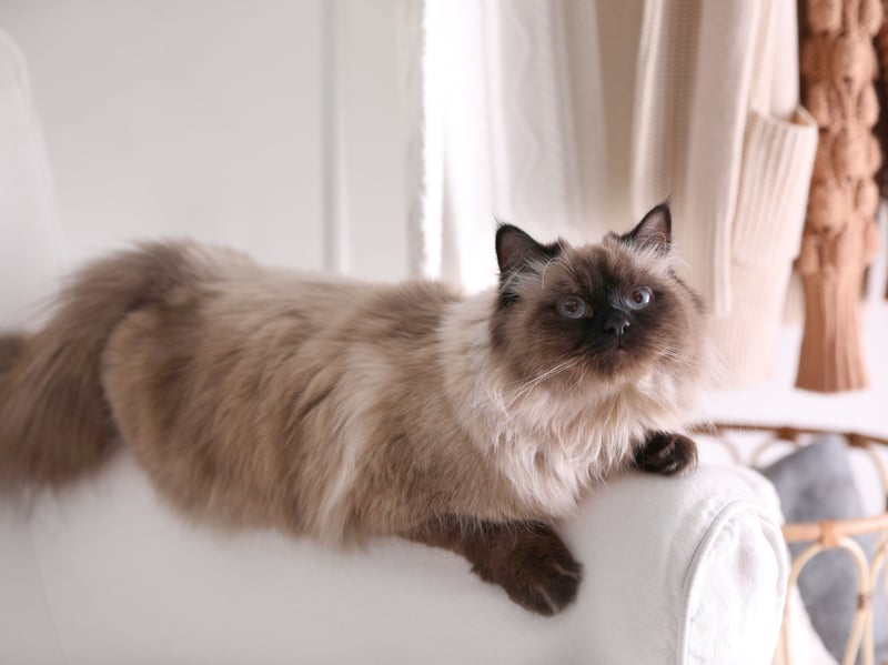Also known as the 'long-haired Siamese' Balinese cats have silky, low-shedding coats. They are known for their affectionate nature, intelligence, and love of human companionship - and shouldn't cause too much sneezing. Sadly, as they are a brachycephalic (flat-faced) breed they are predisposed to a range of health problems, including nonreal injury, dermatitis, compressed airways and deformed jaws.