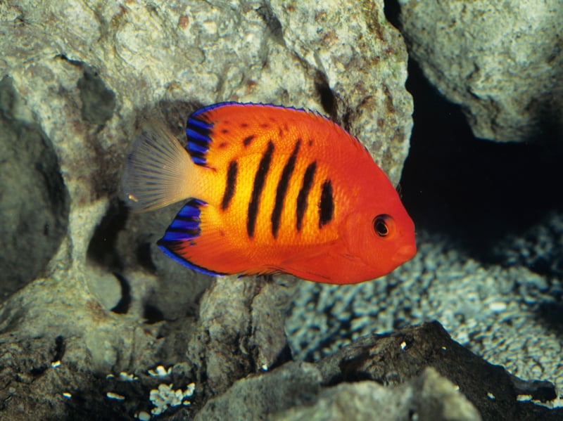 All Angelfish are stunning but perhaps none are quite as striking as the Flame Angelfish with their red-orange body with black and blue rear. They can be aggressive so you need to be careful when choosing their tank-buddies. They need live rock (old coral colonized by invertebrates, corals, sponges, and bacteria) to graze on.