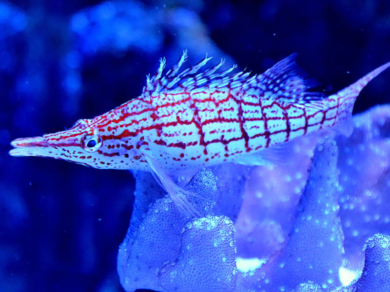 You certainly won't confuse the Longnose Hawkfish with any other fish, thanks to its distinctive red-and-white checkered pattern and an elongated snout. They tend to spend most of their day chilling on coral or rocks but can't share a tank with small fish, which they consider to be a tasty snack.