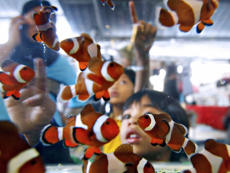 Clownfish are probably the world's most popular fish for saltwater aquariasts - partly due to it being the species of the hero in the animated film 'Finding Nemo'. Instantly recognisable, they are the perfect fish for beginners - hardy, and easy to care for. As fans of 'Finding Nemo' will know they often form symbiotic relationships with sea anemones. They are sociable wee fish and lover living with others in a tank with plenty of hidey-holes.