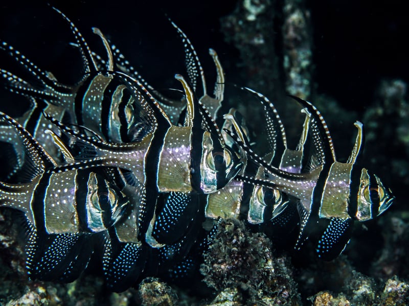 Another great choice for beginners is the Banggai Cardinalfish - a striking black-and-white striped fish with elegant fins that is a peaceful and hardy addition to aquariums. They are slow moving and won't bother any of their tankmates, although are nocturnal so like an aquarium with subdued lighting. They like being kept with a group of fellow-Cardinalfish who they will form a family group with.