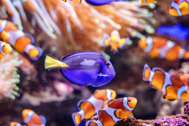 Clownfish and Blue Tang are two of the most popular pet fish for saltwater tanks.