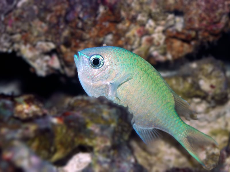 Green Chromis are small, schooling fish with a shimmering green-blue coloration that offer flashes of colour as they swim around the aquarium. They are peaceful, making them excellent community fish. They do best in groups and require ample swimming space. Hardy and easy to feed, they adapt well to various tank conditions and are often kept in reef setups due to their gentle nature. These are super-chilled finned friends.