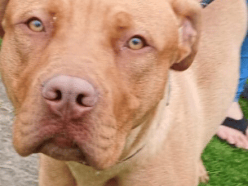 Mylo is a gorgeous one-year-old Ridgeback cross with a fun-loving, affectionate personality. Despite a tough start in life, he has been an exceptionally well-behaved guest in care who is clean, quiet, and non-destructive. 