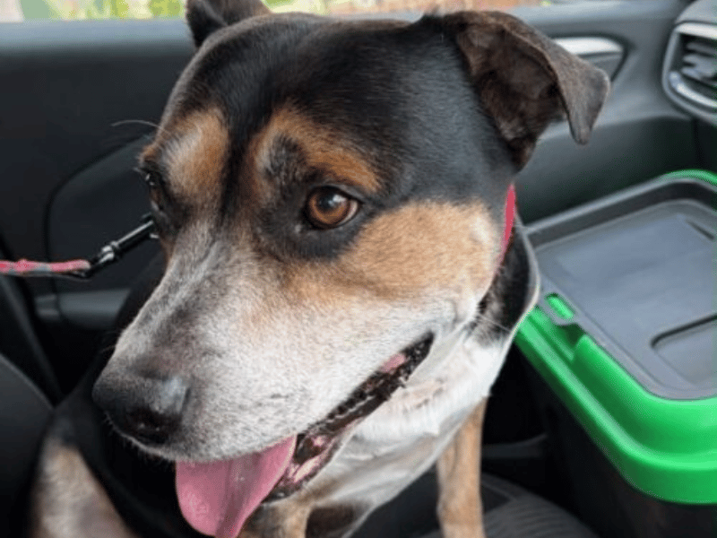 Sooty is an eight-year-old Staffie looking for a forever home following the sad passing of his owner. He is an obedient, loyal, and deeply loving dog who gets along brilliantly with all humans and other dogs alike. Fully house-trained and full of fun, Sooty is currently looking for a foster-to-adopt placement to help him start his fresh chapter.