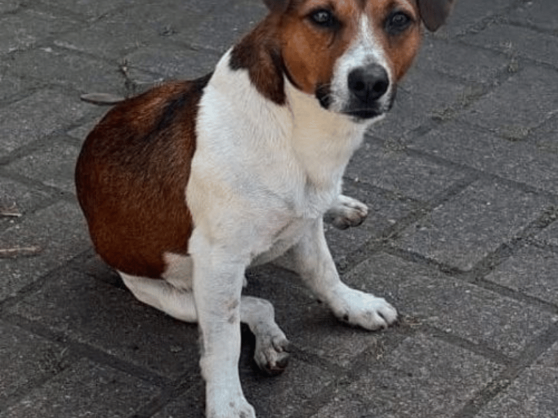 Ernie is a cheerful four-year-old Jack Russell Terrier currently staying with his foster carer, June. He has proven to be an absolute star. He is fully house-trained, non-destructive, walks brilliantly on his lead, and travels like a dream in the car. He gets along well with other dogs, but his absolute favourite activity in the world is playing fetch.