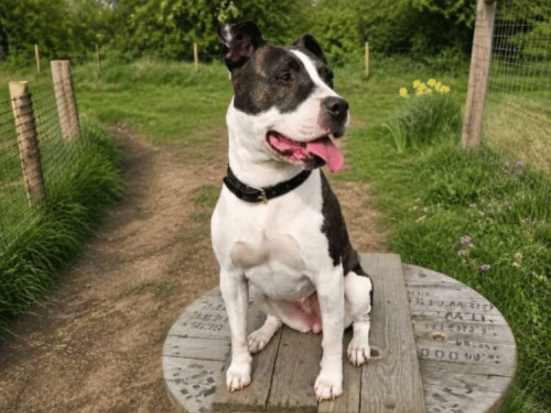 Penny is a goofy, eight-year-old Staffie cross with a heart full of love. Found as a stray, she is an affectionate companion who loves sofa naps, car rides, and playing with her favourite toys. Penny can be reactive around other dogs, so she is seeking a pet-free home with an experienced owner capable of handling a strong, excited dog on lead.