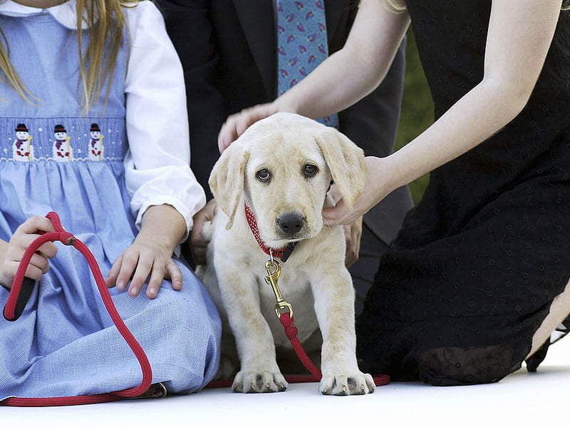 Completing the top 5 most popular Labrador names is Max. It's another Latin name, short for Maximus, meaning 'the greatest'. 
