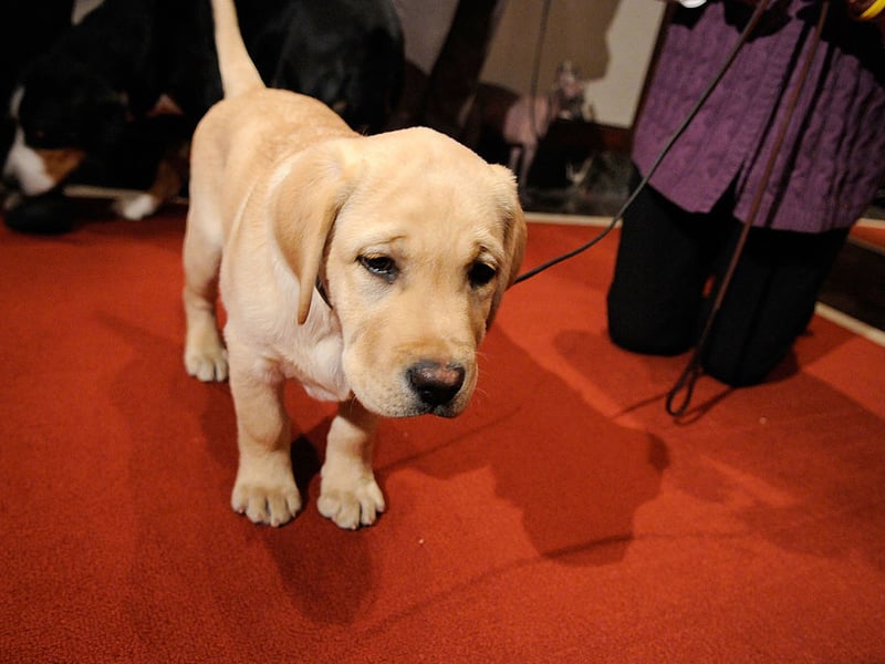 Meaning 'moon' in Latin, Luna is the fourth top pick of name for adorable Labrador puppies. In Roman mythology Luna was the moon goddess.